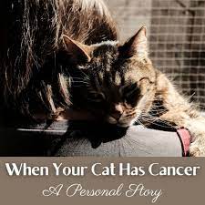 Some tumors (e.g., oral cancer) first spread to a nearby lymph node, which can be suspected (but never proven) by doing a thorough physical exam on your cat. My Cat Has Cancer A Personal Journey Pethelpful