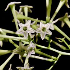Image result for Cestrum nocturnum