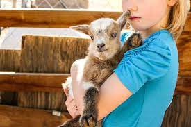 A newborn kid can live several hours on sq fluids and without colostrum in its stomach. How To Care For Baby Goats