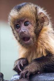 We did not find results for: Baby Capuchin Monkey What S That Fadwa You Haven T Won Any Awards Pet Monkey Baby Animals Capuchin Monkey