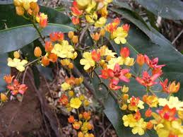 Image result for Campylospermum