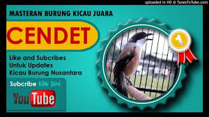 Konica minolta bizhub c3100p driver download : 22 Burung Cendet Gacor Mp3 Terupdate Pojok Burung