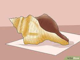 Brooke will show you a method that will clean and preserve shells for years to come. How To Clean Conch Shells 10 Steps With Pictures Wikihow