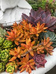 Image result for Sedum ruwenzoriense