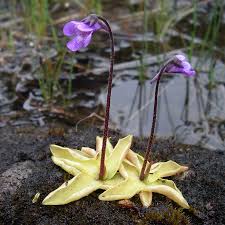 Image result for Lentibulariaceae