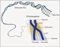 In The Nucleus Of Every Cell There Are A Number Of Long Threads Called Chromosomes Chromosome Structure Dna And Genes Dna
