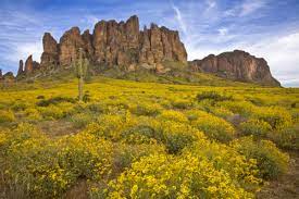 Fun, richly illustrated, free, tested on 1000's of students. Arizona Wild Flowers