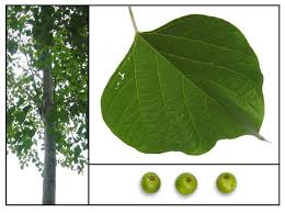 Image result for Gmelina