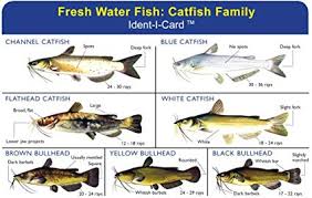 Catfish Family Ident I Card Freshwater Fish Identification