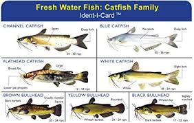 catfish family ident i card freshwater fish identification