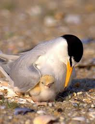 Birds That Lay Eggs On The Ground Pin By Kelly Jacobs On Tern Bird Terns Elegant White River Common Gull Billed Sandwich Black Forster S Caspian Least Arctic Whiskered Fairy Inca Ro Baby Animals Funny Animals Beautiful Pet Birds