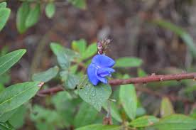 Image result for Artabotrys stolzii