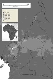 Image result for Polystachya ruwenzoriensis