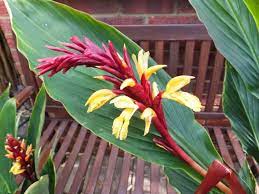 Pin On Tropics