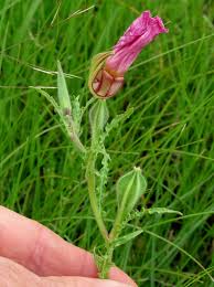 Image result for Oenothera tetraptera