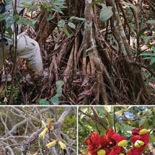 Image result for Xylopia gracilipes