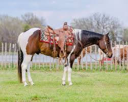 Cutting, ranch horse, reining, working cow horse ranch: Mckibben Performance Versatility Horses