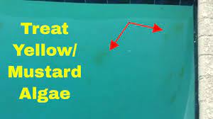 How To Treat Yellow Algae Or Mustard Algae In Your Pool Youtube