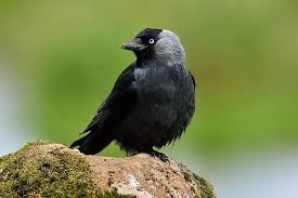 Maybe you would like to learn more about one of these? Crow Or Raven What S The Difference