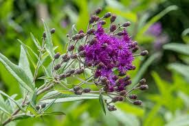 Image result for Vernonia stenocephala