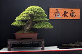 We did not find results for: Top 10 Japanese Bonsai Trees Bonsai Empire