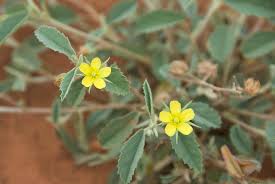 Image result for Melhania