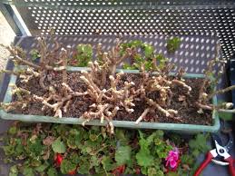 So überwintern sie die geranien im blumenkasten. Geranien Uberwintern So Uberleben Pelargonien Den Winter