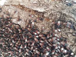 Larvele sunt carnivore cu un aparat bucal de tip mastecator. Trunchiul Unui Copac Invadat In Toiul Iernii De O Specie IncÄƒ NeidentificatÄƒ De Insecte Servuspress