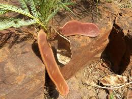 Image result for Elephantorrhiza elephantina