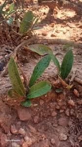 Image result for Parinari capensis