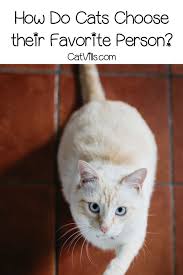 How Do Cats Choose Their Favorite Person Catvills Favorite Person Cats Cat Behavior