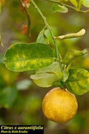Image result for Citrus × aurantiifolia