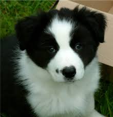 Check spelling or type a new query. 79 White And Black Border Collie Puppy L2sanpiero
