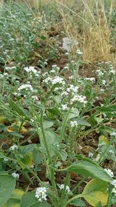 Image result for Euploca ovalifolia