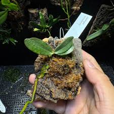 Image result for Aerangis