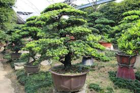 My landscaper delivered underdeveloped podocarpus trees that were unacceptable to my project. Podocarpus Bonsai Care Bonsaischule Wenddorf