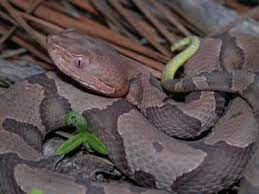 Species Profile Copperhead Agkistrodon Contortrix Srel Herpetology Wedding Pictures Meghan Markle Wedding Pictures Honey Photography