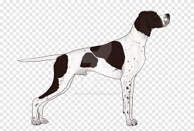 When you remember to brush it at least weekly with a good brush you shouldn't have too much hair in your home. Old Danish Pointer Auvergne Pointer Braque Saint Germain German Shorthaired Pointer English Pointer Mammal Carnivoran Png Pngegg