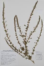 Image result for Amaranthus praetermissus