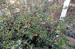 Image result for Solanum cyaneopurpureum
