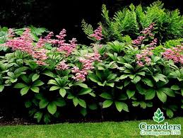 Rodgersia Podophylla Ecosia En 2020 Planter Des Arbres Jardin De Lys Jardin D Ombre