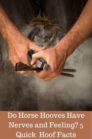 Do Horse Hooves Have Nerves And Feeling 5 Quick Hoof Facts Horses Horse Care Tips Horse Care