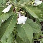 Image result for Astripomoea hyoscyamoides