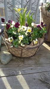 Varblommor Springflowers Pflanzen Fruhlingspflanzen Fruhling Blumen