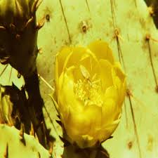 If you are curious about this question or have ever asked it, let me tell you that the answer is no. A Green Lynx Spider May Be Lurking In Your Yard Arizona Daily Independent