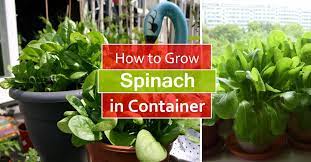 Prepare the soil the previous autumn, and you'll be able to drop the seeds in barely thawed. How To Grow Spinach In Pots Growing Spinach In Containers Care Balcony Garden Web
