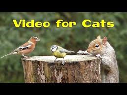 Birds For Cats To Watch Youtube Youtube Saw A 40 Spike In Views Of Cat Videos Last Year Users Around The World Watched Clips With Videos For Cats In The In 2020 Cat Gif Dog Cat Cat Entertainment