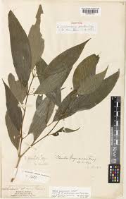 Image result for Ochthocharis