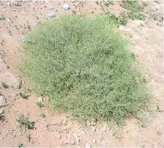 Image result for Fagonia