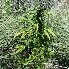 Image result for Cannabis sativa